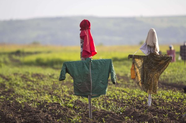 Quel type d'effaroucheur oiseau pour votre jardin ?