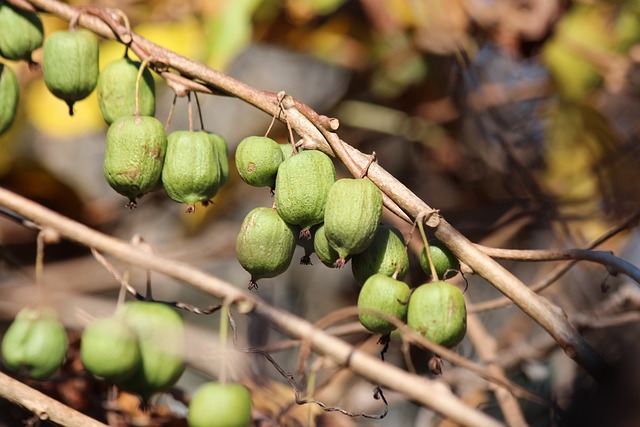 Comment faire pousser un Actinidier à partir de graines de Kiwi ?