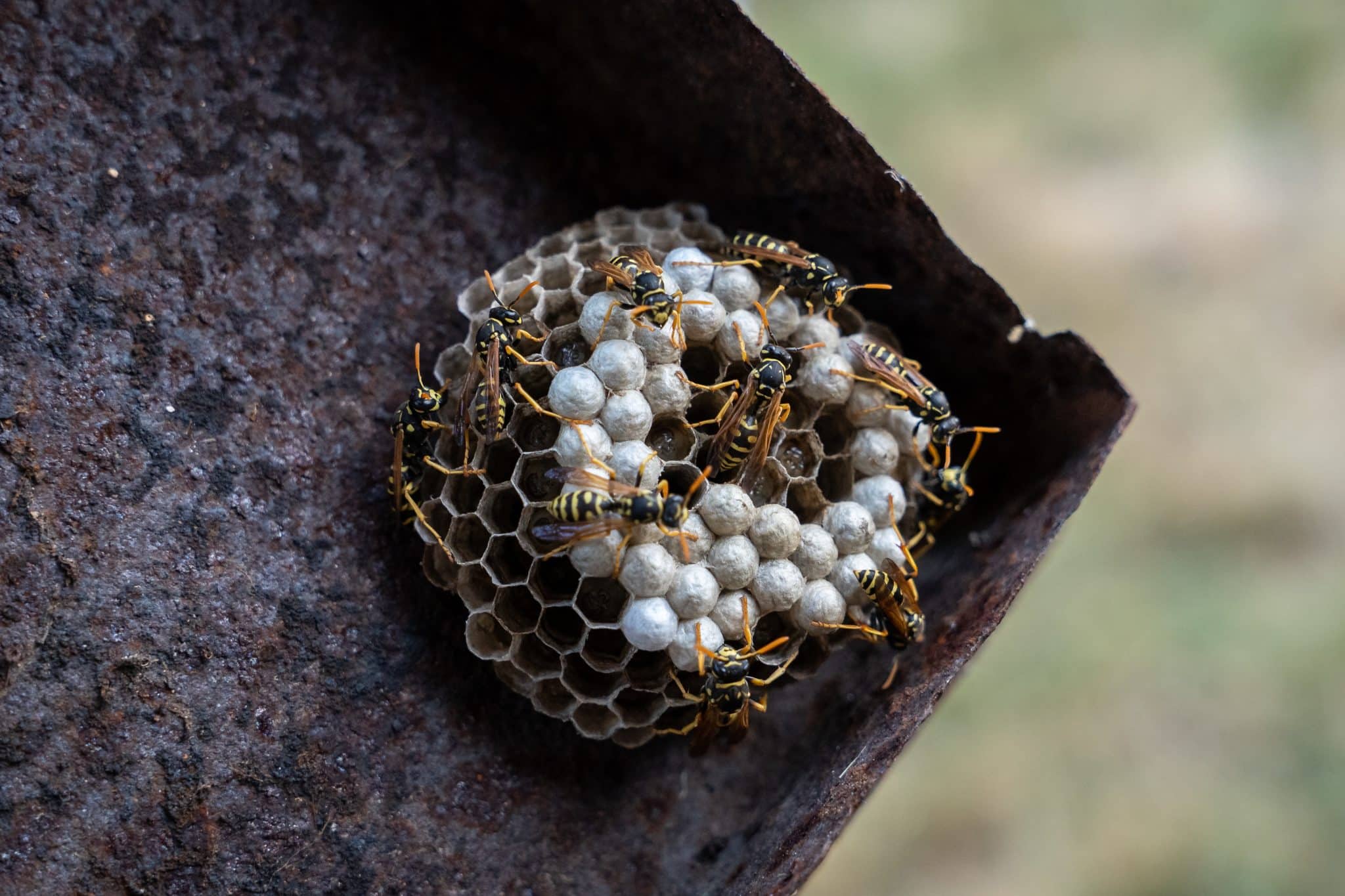 Nid de guêpes dans le sol du jardin : comment le traiter ?