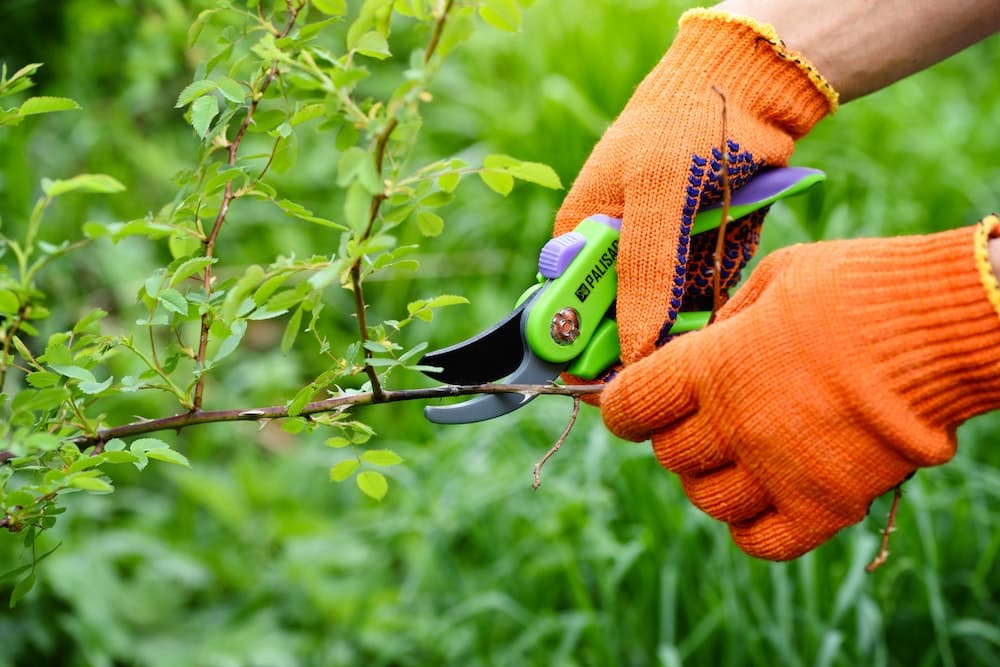 Top 3 des astuces pour prendre soin de son jardin