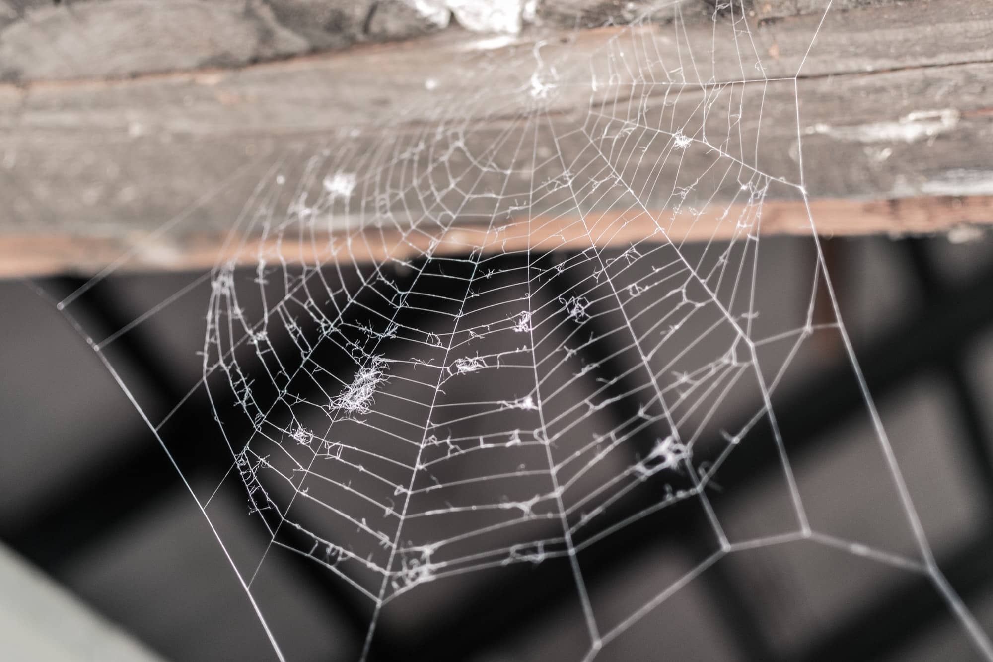 Comment éliminer efficacement les toiles d’araignée dans votre maison ?